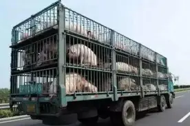 突发，生猪在这六个省市即将禁运，猪价会受影响吗？图片