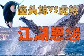 海洋巨兽的江湖恩怨：连大白杀都能虐杀的虎鲸，为何惧怕座头鲸图片