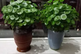 家里养这10样植物，摆放位置得讲究点，不然一盆都留不住图片