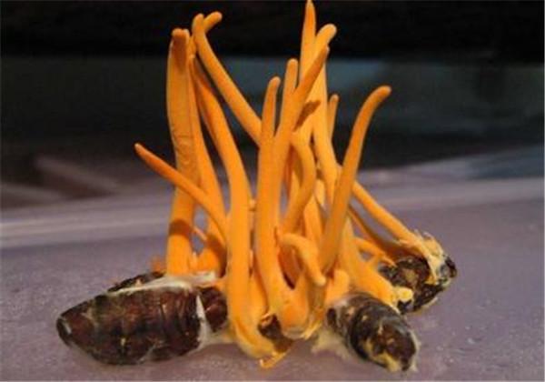 浜哄伐铔硅櫕鑽夋牻鍩规妧鏈紝鑳芥彁鍗囪浌铏崏浜ч噺锛岃繕鑳戒繚鎸佸叾钀ュ吇