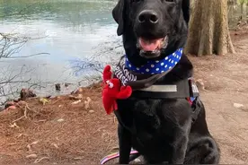 退休导盲犬竟还记得8年前的主人！主人哭了：“我真的太激动了”图片