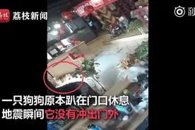 大金毛又立功了！地震时瞬间跑回屋叫人，却最后一个离开图片