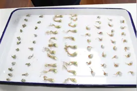 小小多肉植物竟属濒危物种，海关查获76株图片