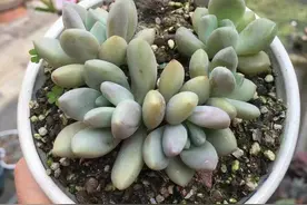 家里的多肉突现蚧壳虫？不要惊慌，用1种"水"就能消灭掉图片