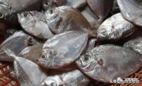 本港海鲜和外港区别 2026年本港海鲜和外港区别大吗