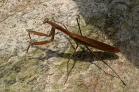 常见螳螂图鉴图片