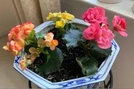 生根粉的5个“正确”使用方法，新手：学会后，家居养花轻松多了图片