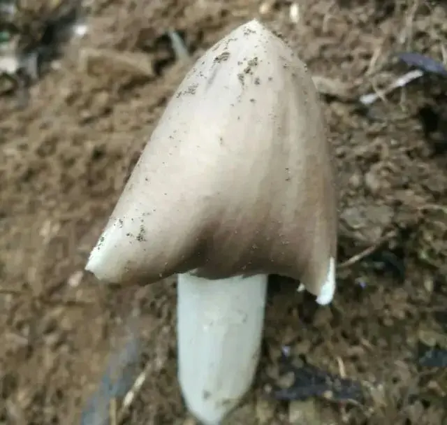 云南10种野生菌，你最喜欢吃哪几个？