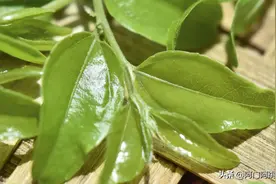 河南宜阳青年 返乡创业变废为宝 酸枣芽黄黄苗白毫统统炒成茶图片