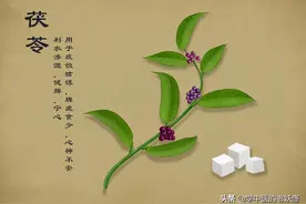 每日一中药——茯苓图片
