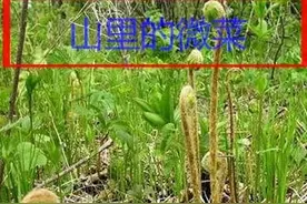 什么是微菜？微菜产在哪里？微菜又有哪些人喜爱？图片