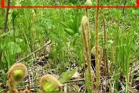 什么是微菜？微菜产在哪里？微菜又有哪些人喜爱？图片