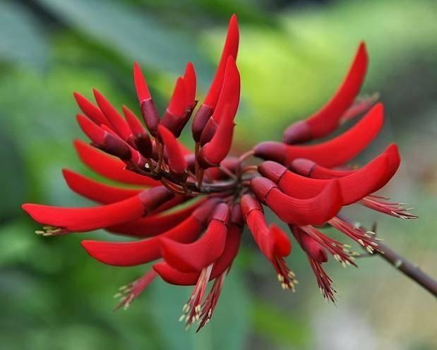 厚针龙 厚针龙百科(图5)