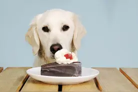 医生苦劝：别再给狗狗吃这些食物，都是剧毒物图片