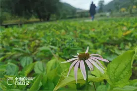 自驾陕西秦岭最美乡村公路，误入无人深沟，遇见世界濒危植物图片