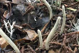 如果发现白蚁窝上面长有棍子，有可能遇到了稀罕物，一斤五千元图片