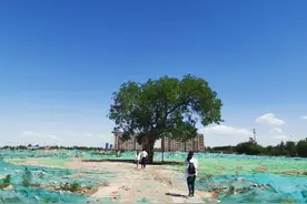 石家庄：大风刮坏千年古槐，树医生来“疗伤”图片