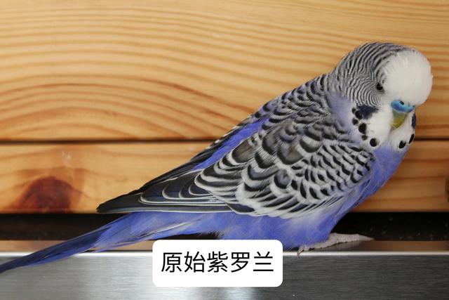 黄绿鱼鳞鹦鹉