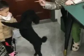 狗子带娃，野到头皮发麻！哈哈哈哈哈图片