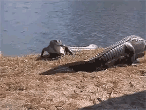 搞笑动图：最怕猪队友，哈哈图片