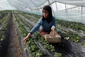 咸阳兴平白色草莓新鲜上市图片