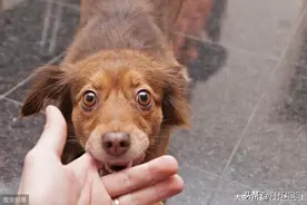 狗狗为什么会“甘心挨打”，不凶主人？原因不止是忠诚那么简单图片