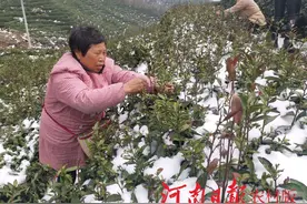 春雪添乱，担心茶叶芽头被冻伤，浉河区茶农抢时采摘图片
