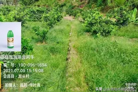 精草铵膦群雄竞逐，谁主沉浮？图片