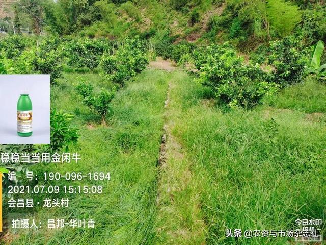 精草铵膦群雄竞逐，谁主沉浮？