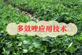 多效唑不只是控旺药，还有很多神奇的功效，农民朋友要知道图片