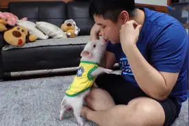 韩国天才小猪，智商堪比9岁孩子，有人出11万购买，主人不曾心动图片