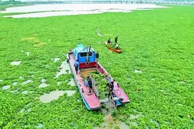 我国水葫芦入侵泛滥，如今怎么消失了？为何被称为“最奇葩水草？图片