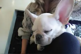 狗狗在家有这些睡姿，说明它爱死你了图片