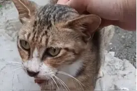 网友收养生病流浪猫，猫咪竟用这样报恩，网友直呼：也太温暖了吧图片