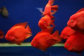 以一米标准鱼缸为例，各种常见观赏鱼的饲养密度，数值有一定浮动图片