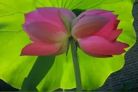 今日习书咏同心芙蓉图片