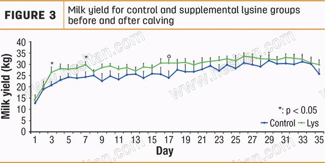 围产期母牛日粮中的瘤胃保护赖氨酸