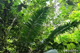 COP15 | 一起到蒙自探寻植物界的“活化石”......图片