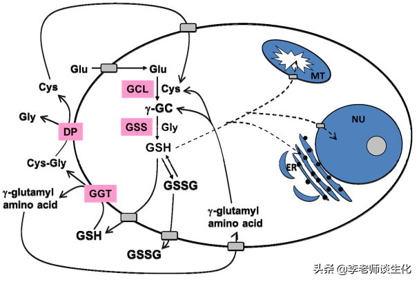 氨基酸衍生物代谢（三）