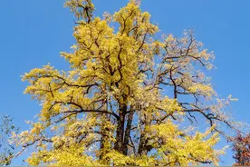 银杏入宅，黄金满财！为啥院子里种银杏的人很少？3个缺点太致命图片