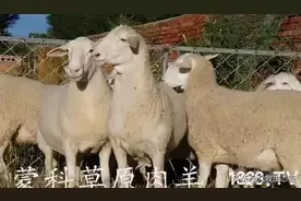 世界上最好的羊，看看都在哪？图片