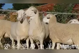 世界上最好的羊，看看都在哪？图片