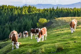 中朝边境发现一片高山草原，牛羊成群美如画，还可俯瞰朝鲜惠山市图片
