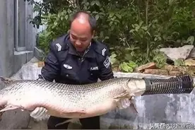 这4种鱼都是“祸害”，潜入我国为非作歹，抓到请不要放虎归山图片