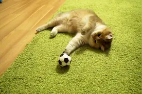 别以为只有你会踢足球，本猫还是喵界的贝克汉姆呢