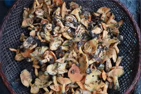 鹤城：生态环境持续优化 枞菌进入采收旺季图片