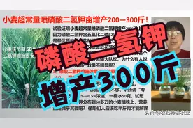 小麦超常量喷磷酸二氢钾亩增产200—300斤！农艺师讲农业图片