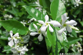 风车茉莉花量少，做好“三动作”，遇水疯长，次月直接开爆盆图片