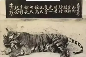 山西运城曾经有华北虎图片