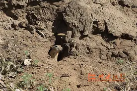 大眼贼豆杵子图片